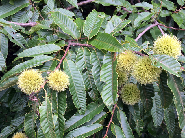 栗